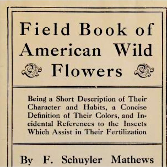 Euphorbias Antique Black and White Lithograph Print - Picture 4 of 5